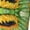 3 Black, variant on Rateoe Sunflowers On A Yellow Background Pattern Women’s Knee High Crew Socks,Trouser Socks Comfortable, Breathable, Moisture-Wicking and Soft