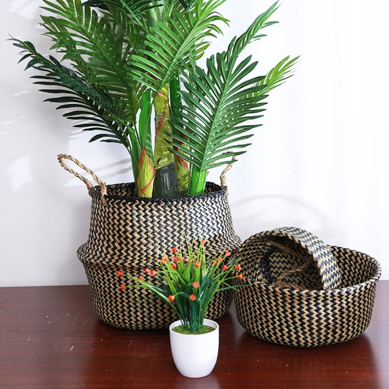 money tree temp Money Tree (Pachira aquatica) Plant