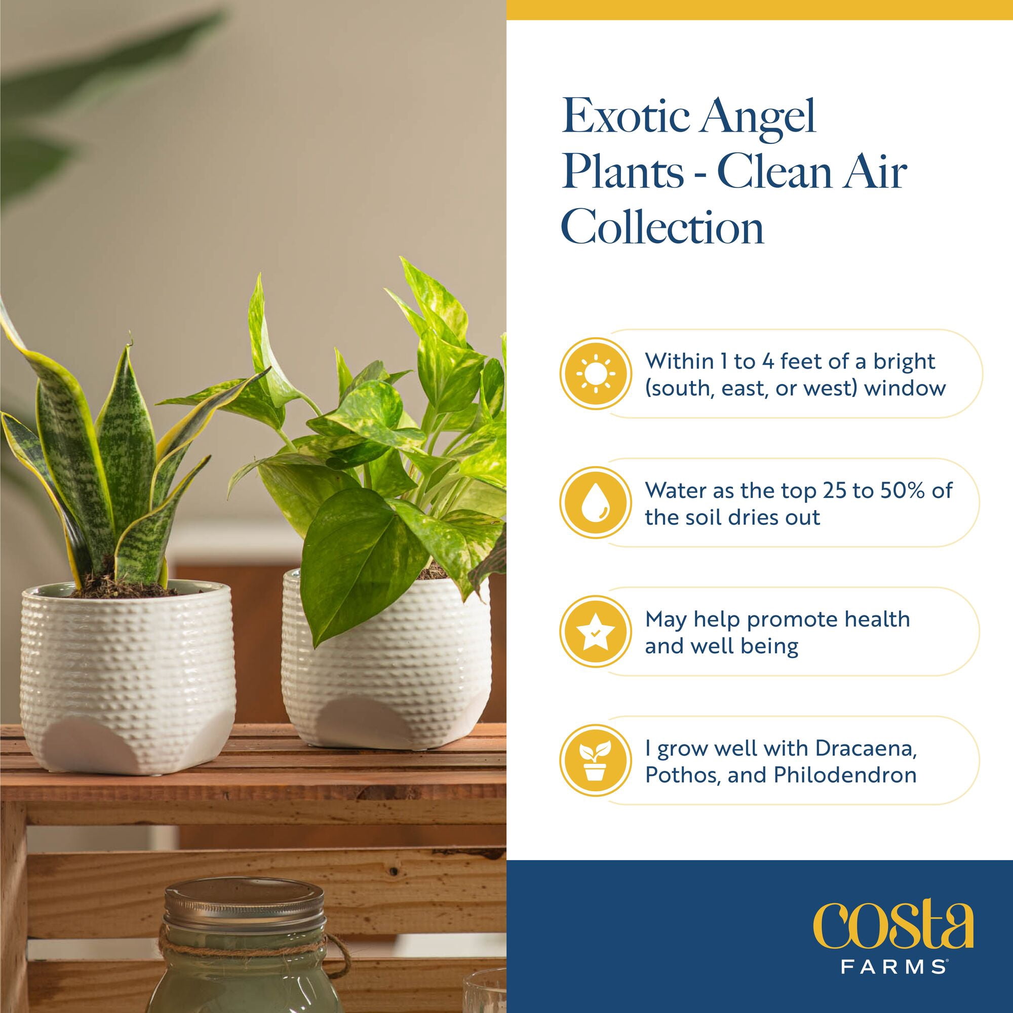 Costa Farms 8" Exotic Angels Assorted Live House Plants in 4" Decor Pot 3 (Count)