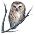 thumbnail image 2 of CafePress - Little Owl - 11 oz Ceramic Mug - Novelty Coffee Tea Cup, 2 of 3