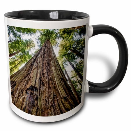 - 3dRose Roosevelt Grove, Humboldt Redwoods State Park, California - Two Tone Black Mug, 11-ounce