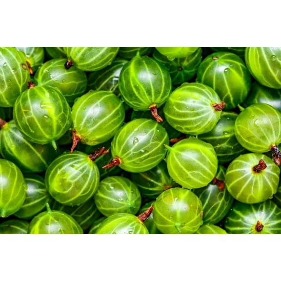 Pixwell Gooseberry Seedlings for Planting - Grow Green Gooseberry Plants (1 Seedling)