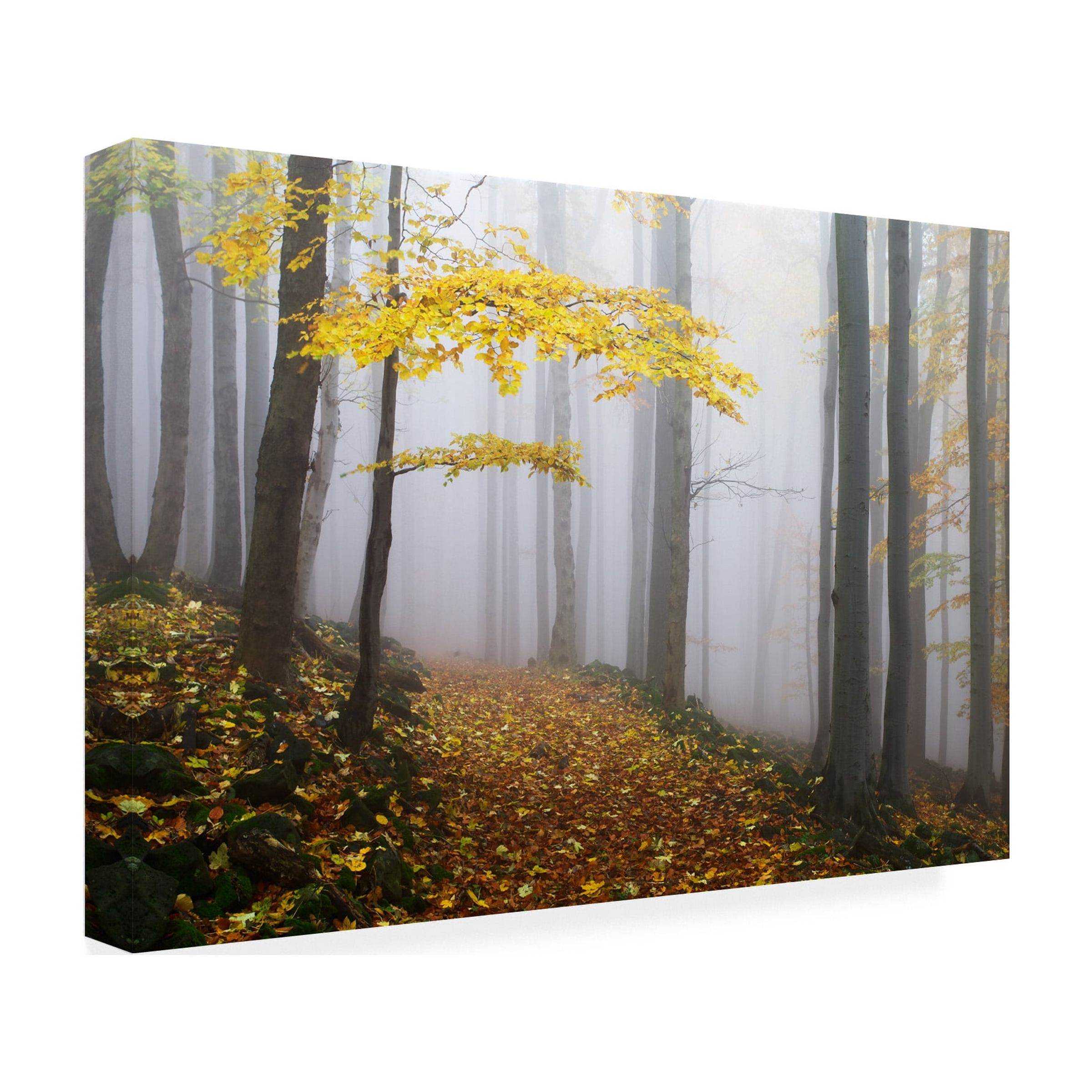 Martin Rak 'Forest Colors' Canvas Art