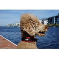thumbnail image 5 of BLACK RHINO Comfort Dog Collar Ultra Soft Neoprene (Medium, Red/Black), 5 of 7