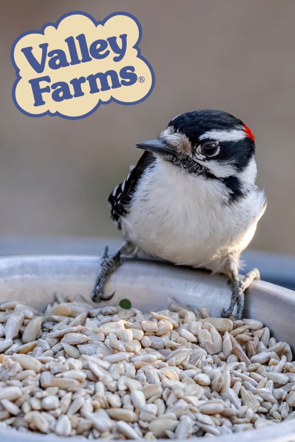 Valley Farms Sunflower Hearts Wild Bird Seed