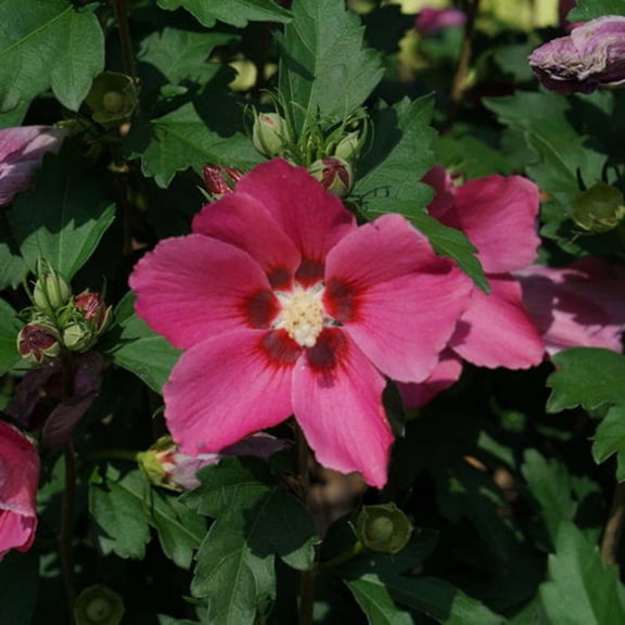 Proven Winners ColorChoice 5" Red Paraplu Rouge Rose of Sharon Live Plant in 4.5" Pot (4 Count)