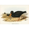 thumbnail image 2 of Gould, John 18x13 Black Modern Framed Museum Art Print Titled - Sooty Oyster-Catcher-Haematopus fuliginosus, 2 of 4