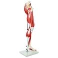 thumbnail image 6 of Axis Scientific Life-Size Human Leg Musculature Model — Detailed 15-Part Muscular Anatomy with Stand — Educational Anatomical Lower Limb Display - Includes Full Color Manual, 6 of 12