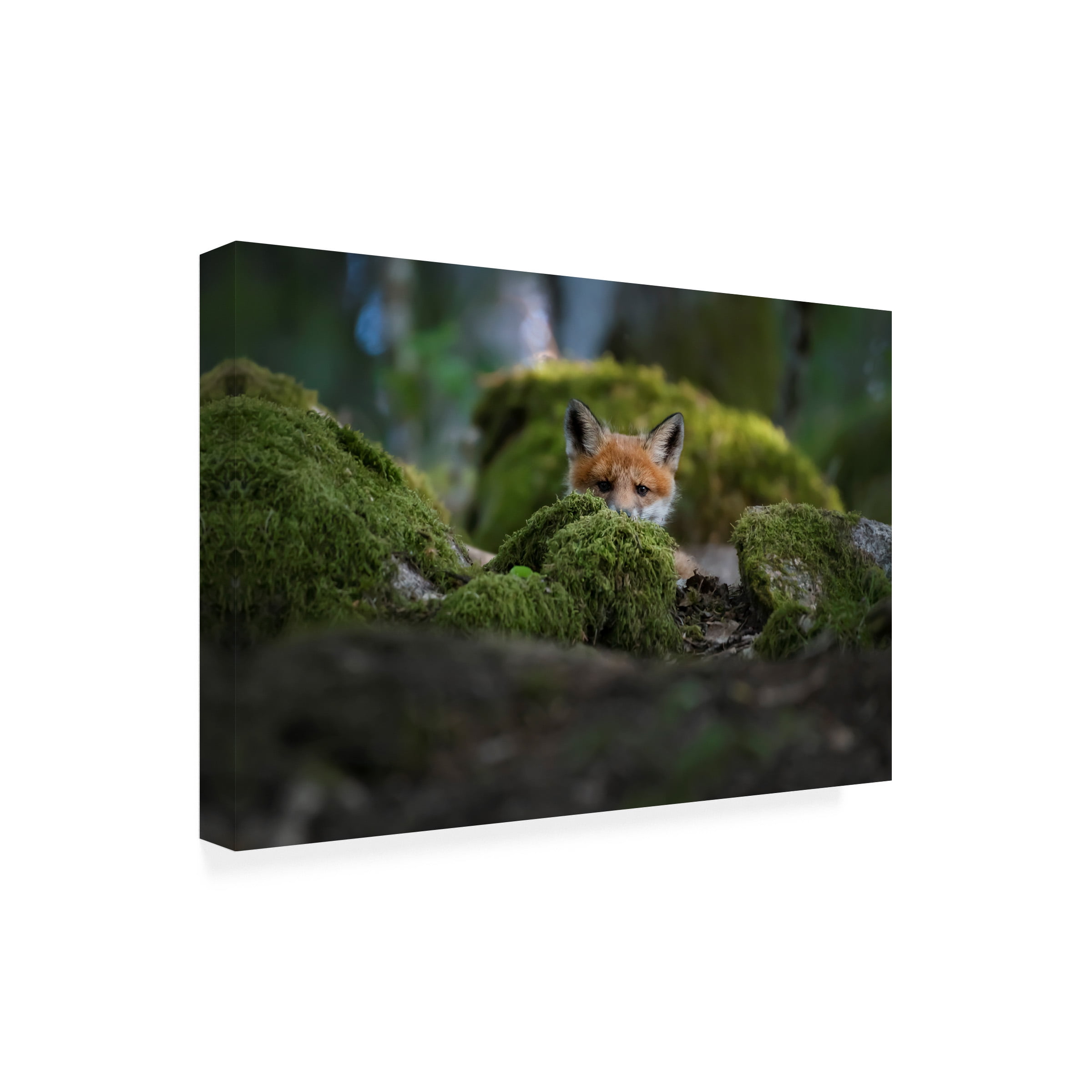 Christian Lindsten 'Curious Fox' Canvas Art