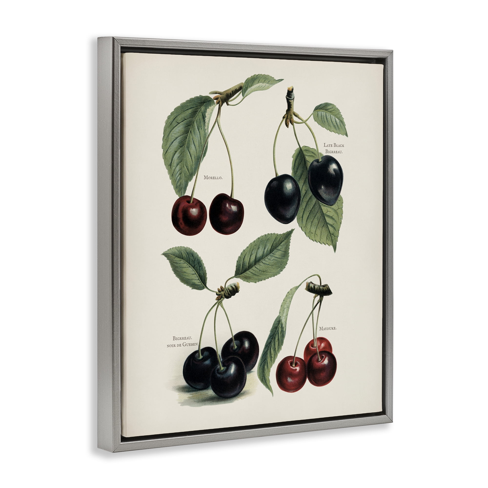 Natural Detailed Cherry Studies Gray Framed Floater Canvas Wall Art, design by Lettered and Lined