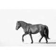 thumbnail image 2 of Walters, Jan 18x13 Gold Ornate Wood Framed with Double Matting Museum Art Print Titled - Black Horse, 2 of 4