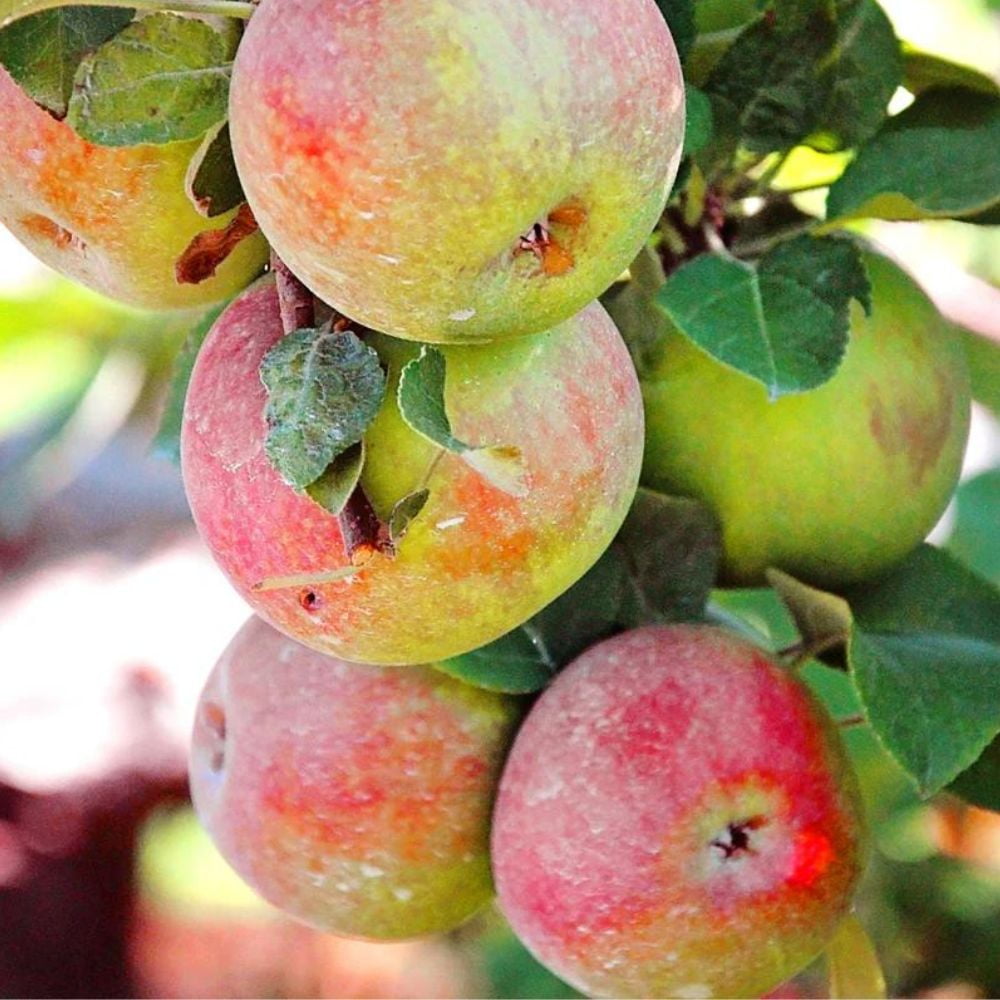 Expert Gardener 1.5- 2 ft tall McIntosh Apple Live Tree in 1-Gallon Grower Pot