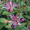 thumbnail image 3 of GSDWIUEW 55 Raspberry Mousse Toad Lily Seeds – Hardy Japanese Perennial with Spotted Blooms for Shade Gardens & Late Season Color, 3 of 4