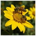 thumbnail image 2 of Everwilde Farms - 1 lb Showy Goldeneye Native Wildflower Seeds - Gold Vault Bulk Seed Packet, 2 of 4