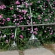 thumbnail image 4 of Sailing Rastrillo de hojas de jardín de metal de dientes múltiples: Herramienta de aleación telescópica ajustable para césped, patio, heno de hoja caduca y césped, 4 of 7