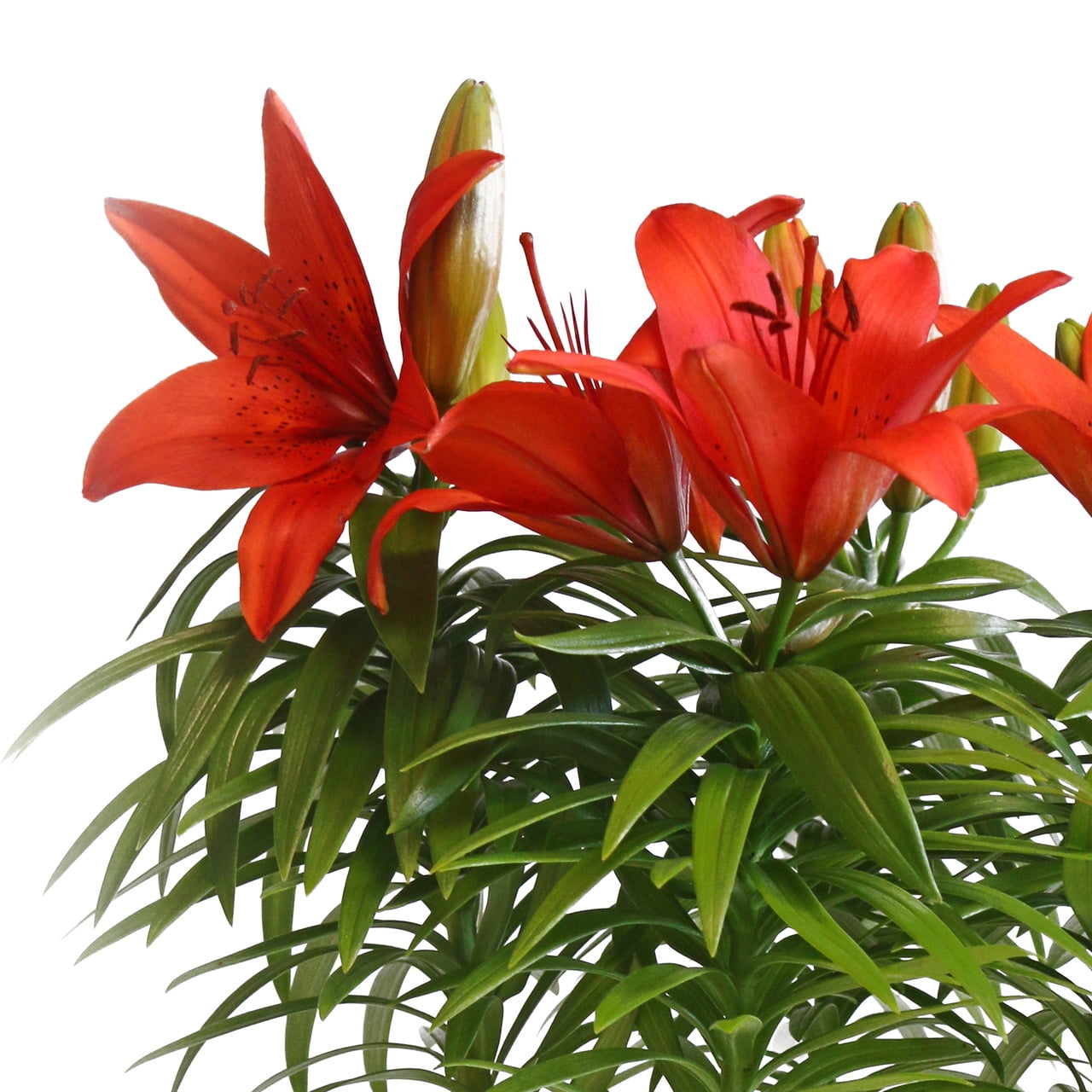 Expert Gardener 3-PK Red Asiatic Lily Perennial Plant, Sun