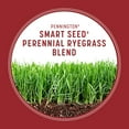thumbnail image 6 of Pennington Smart Seed Perennial Ryegrass Grass Seed, for Full Sun, 3 lb., 6 of 19