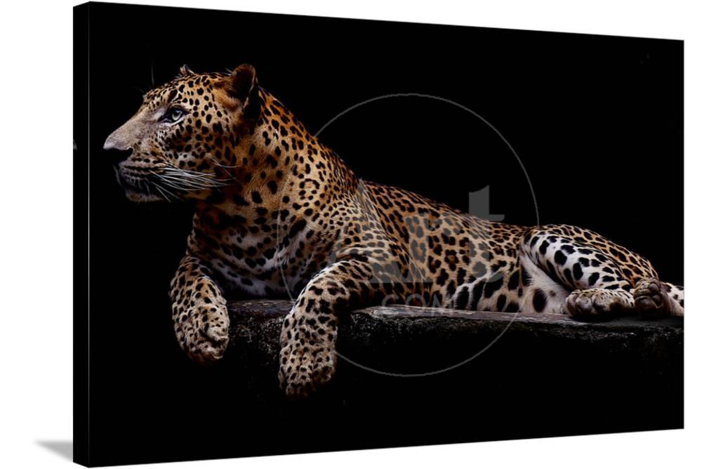 Jaguar, Animals Stretched Canvas Wall Art by yulius handoko Sold by Art ...