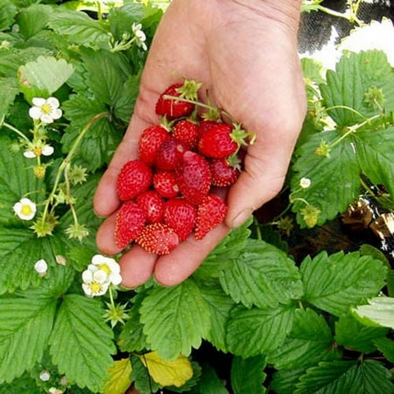 Seed Kingdom 40 Mignonette Strawberry Plant Seeds, Ideal for ontainers