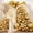 Gold, variant on 129pcs Clear Balloons Different Sizes 18 12 10 5 Inches for Garland Arch, Transparent Balloon for Birthday Baby Shower Wedding Party Decoration