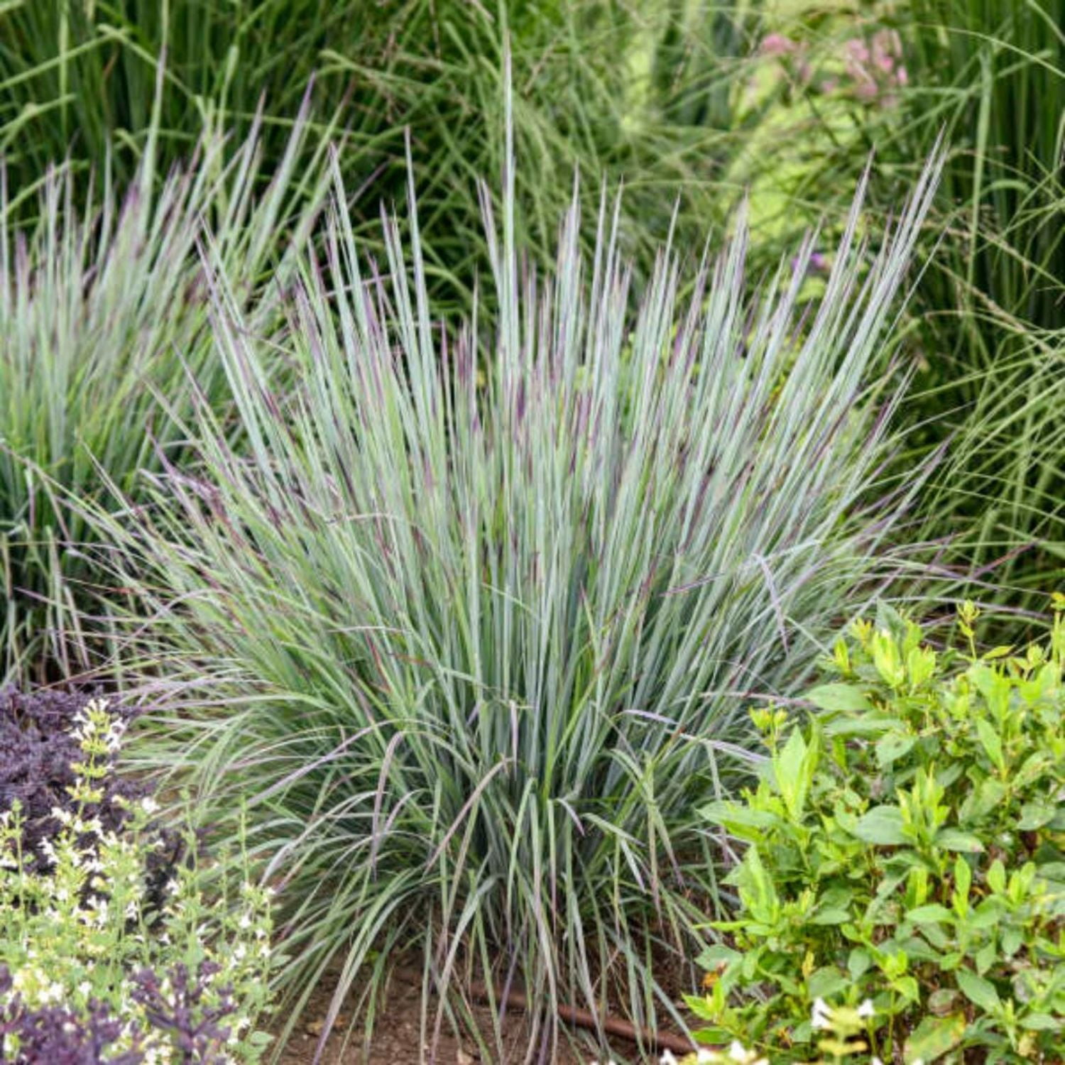 Proven Winners 6" Blue Prairie Winds 'Brush Strokes' Little Bluestem Live Plant in 6.5" Pot