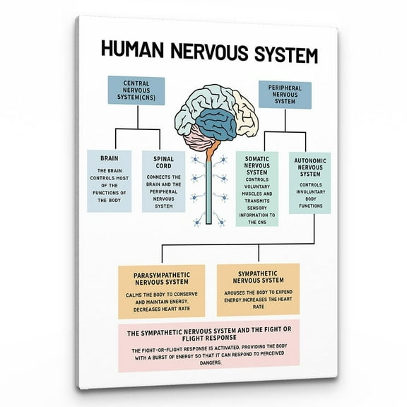 Human Nervous System Mental Health Wall Art,Brain Anatomy and Psychology Art Poster PrintPainting Artwork For Social Worker Therapist Counseling Office Decor