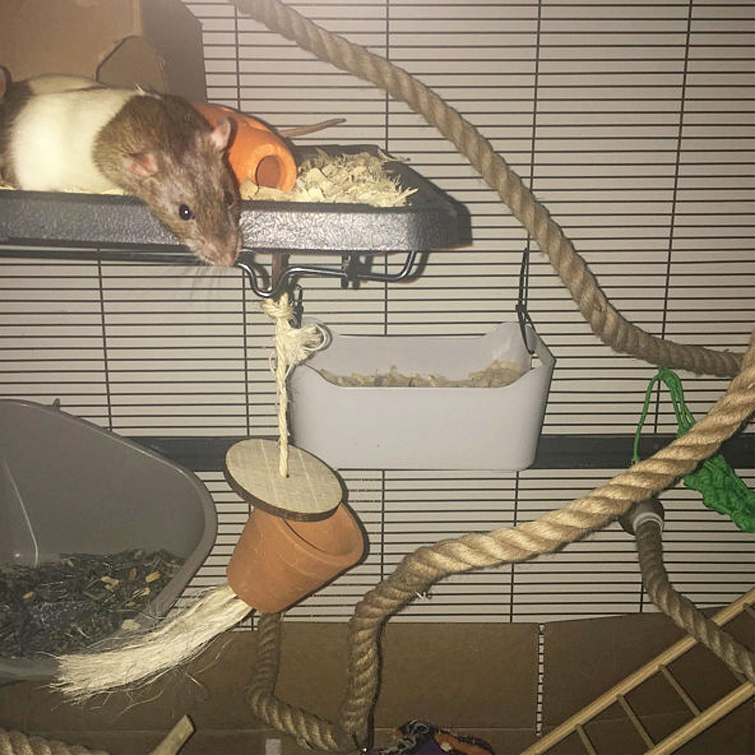 Exotic Nutrition Natural Rope (Thick) - Small Animal Cage Accessory - Sugar Glider, Squirrel, Marmoset, Parrot, Birds
