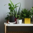 thumbnail image 1 of EXHUMKY Para Plantas Con Y Orificios De Ventilación Para Hogar Moderno, 1 of 7