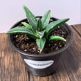 thumbnail image 4 of MicroStarts Live King Ferdinand Agave Succulent Plant in 4 inch pot, 4 of 7