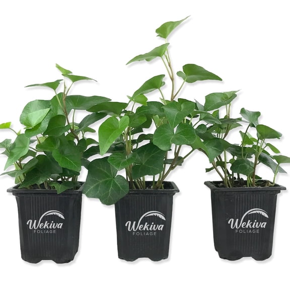 Live English Ivy Vine Indoor Outdoor House Plants 8 Plants In 1 3 live-english-ivy-vine-indoor-outdoor-house-plants-8-plants-in-1-3