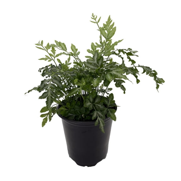 Silver Lace Table Fern - Easy House Plant - 4" pot