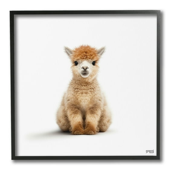 Stupell Industries Baby Alpaca Portrait Animals & Insects Painting Black Framed Art Print Wall Art, 12 x 12