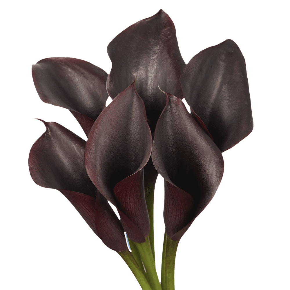 30 Stems of Dark Purple Color Calla Lilies- Beautiful Fresh Cut Flowers