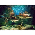 thumbnail image 2 of wall26 - Two White Sharks in Istanbul Aquarium. - Removable Wall Mural | Self-Adhesive Large Wallpaper - 100x144 inches, 2 of 6