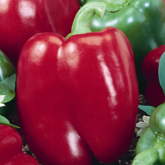Chianti F1 Hybrid Sweet Pepper Seeds - 300 Mg Packet ~40 Seeds - Non-GMO, F1 Hybrid - Vegetable Garden - Capsicum annuum