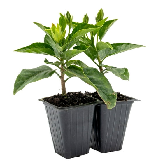 2 Santana Hibiscus Live Plants in 2.5-inch Nursery Cubes | Hibiscus rosa-sinensis 'Santana' | Drought-Tolerant Tropical Shrub with Red-Pink Yellow Blooms