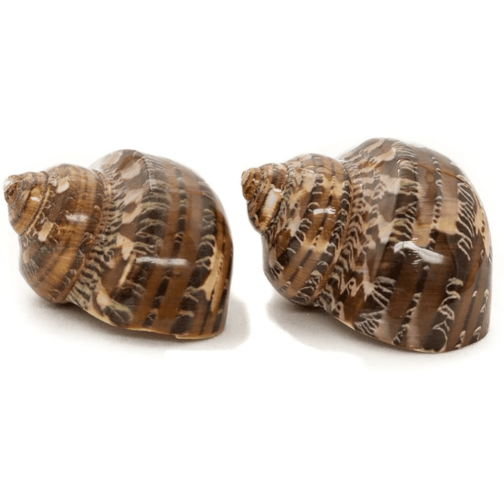 Buy Hermit Crab Shells 2 Turbo Shell 22.5 Brown Petholatus Polished Hermit Crab House for