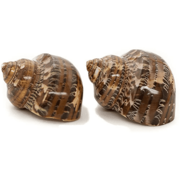 Hermit Crab Shells | 2 Turbo Shell 2"-2.5"| Brown Petholatus Polished | Hermit Crab House for Décor