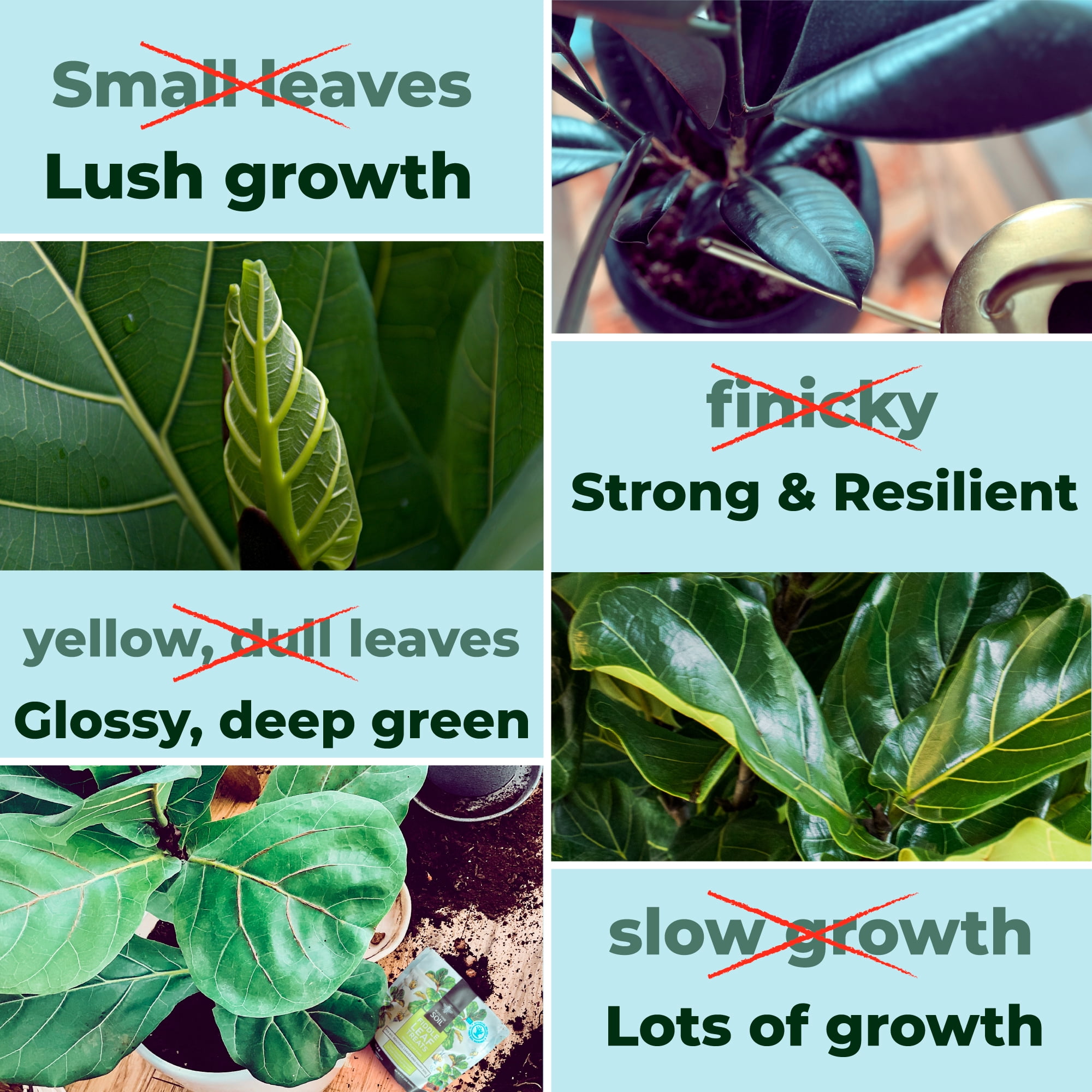 Bless Your Soil, Fiddle Leaf Fig Tree Plant Food, 8oz, Water Soluble -  Walmart.com
