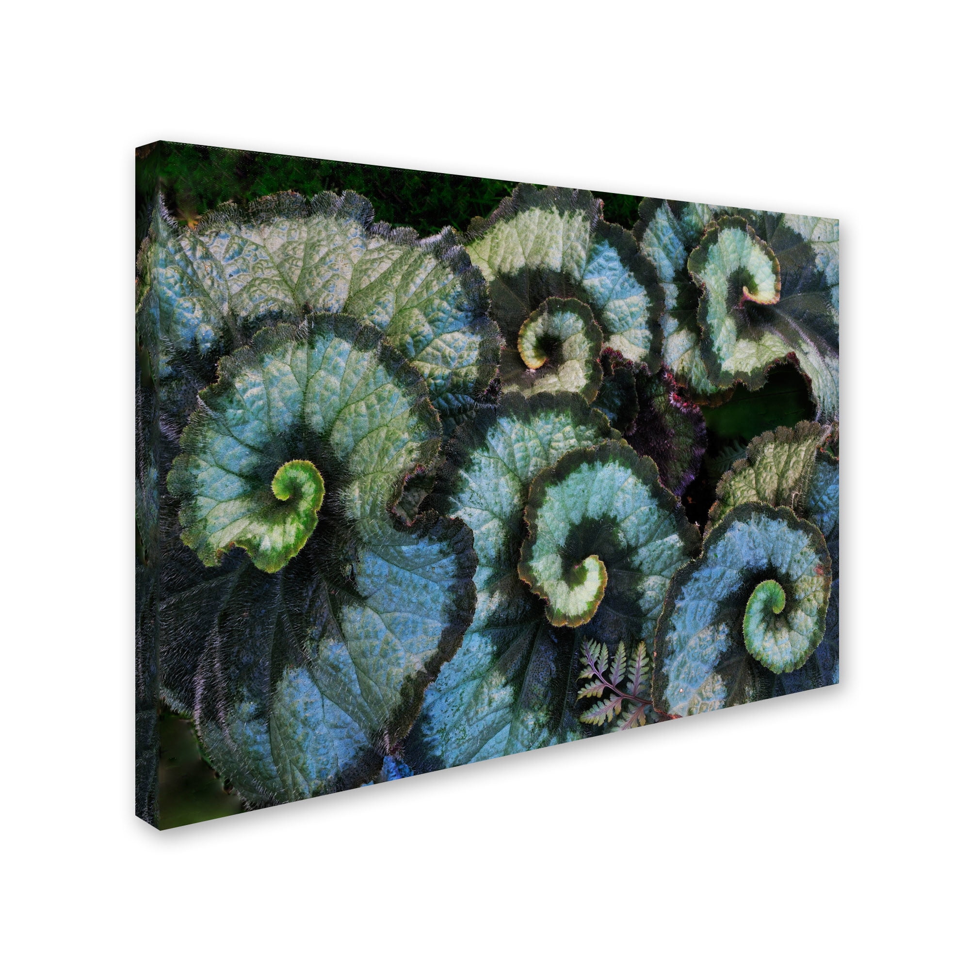Trademark Fine Art "Escargot Begonia" Canvas Wall Art by Kurt Shaffer