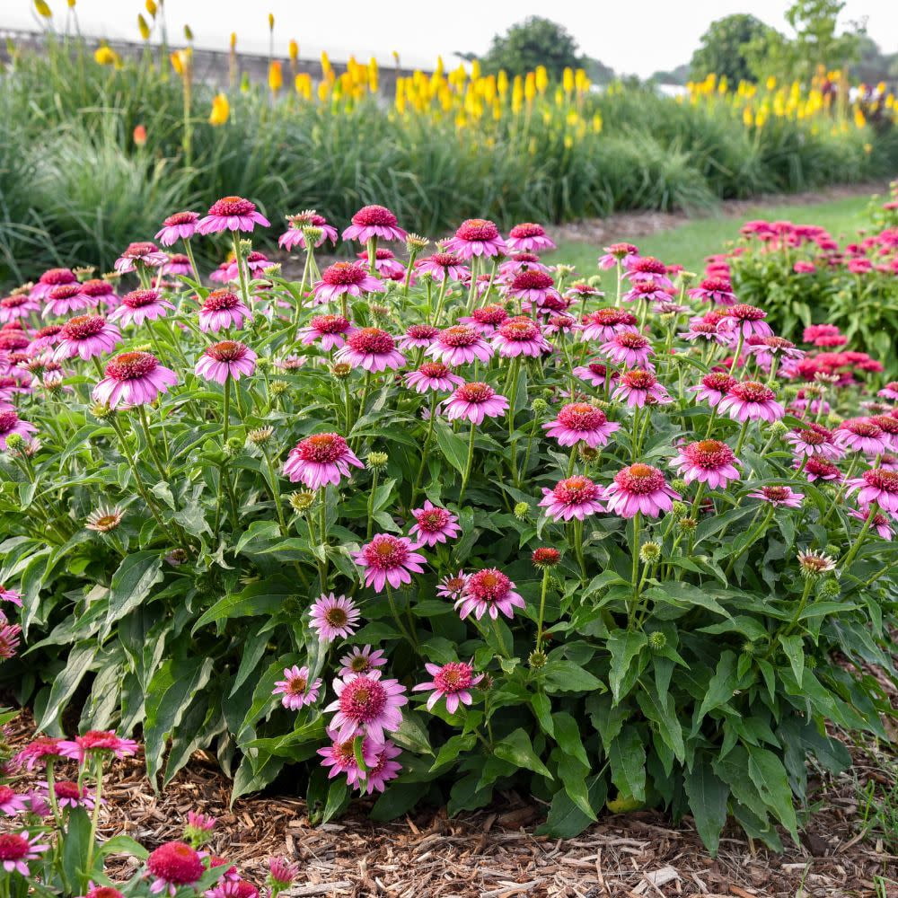 Proven Winners 10" Pink Double Coded 'Everything's Rosy' Coneflower (Echinacea hybrid) Perennial Live Plant in 6.5" Pot