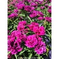 thumbnail image 2 of Seedville 50 Magenta Carnation Plant Seeds, Fragrant Flowers, 2 of 5