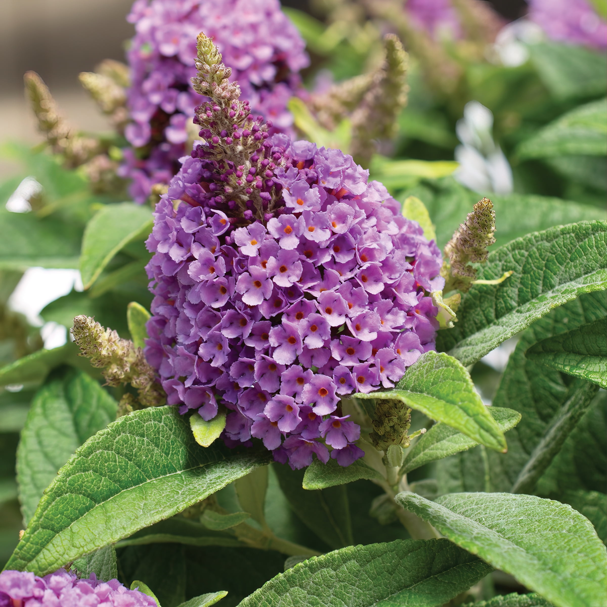 National Plant Network 3.25 in. Buddleia Butterfly Bush Dwarf Dapper Lavender Live Shrub with Full Sunlight (3-Pack)