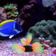 thumbnail image 3 of WORGEOUS Submarino Fallo de la planta Decoración Tanque de Peces Coral Ornamento Aquario Coral Artificial, 3 of 6