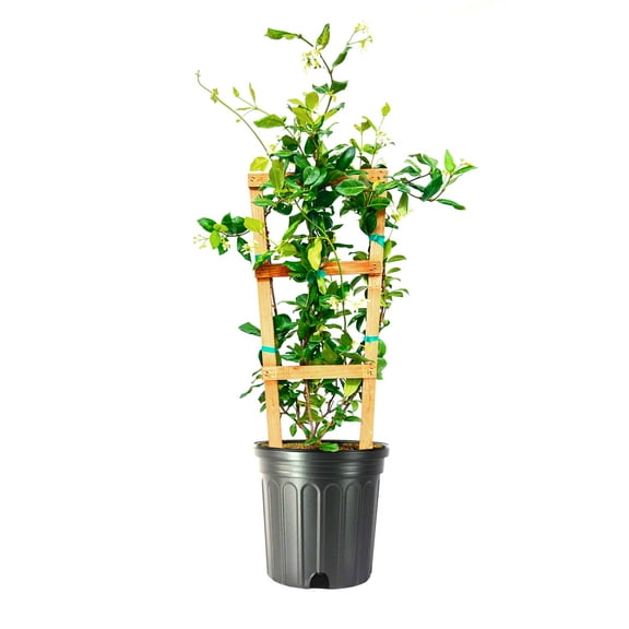 Star Confederate Jasmine | 1 Extra Large 3 Gallon Plant | Trachelospermum jasminoides | Flowering Vine Plants | Evergreen Ground Cover for Landscaping