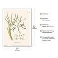 thumbnail image 2 of Palm Tree (Geonoma Simplicifrons) - Vintage Botanical Illustration by Carl Friedrich Philipp von Martius c.1820s - Master Art Print (Unframed) 9in x 12in, 2 of 4