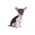 thumbnail image 3 of Mumup Rhinestones Dog Cat Collars with Bell Bling Pet Puppy Collars with Soft Velvet Crystal Collars Girl Jeweled Necklace, 3 of 4