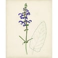 thumbnail image 3 of Unknown 20x24 Black Modern Framed Museum Art Print Titled - Watercolor Botanical Sketches X, 3 of 5