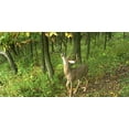 thumbnail image 4 of WILDLIFE RESEARCH SCENTS WR MAG DRIPPER ACTIVE SCRAPE 4OZ, 4 of 8