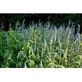 thumbnail image 3 of TomorrowSeeds - Chia Seeds - 2000+ Count - For 2026 Planting Salvia Hispanica Herb Purple White, 3 of 8